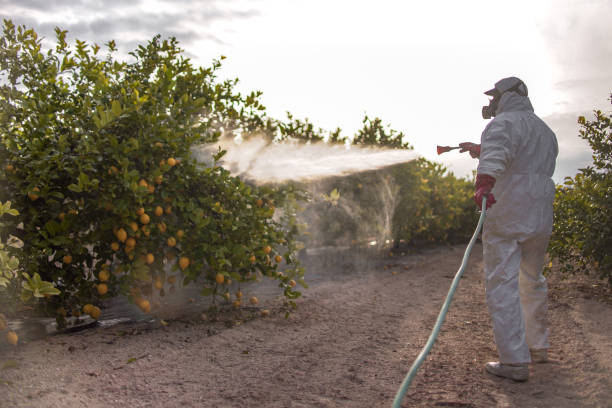 Best Emergency Pest Control  in Westover, WV